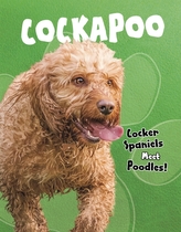 Cockapoo