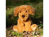 Kutya Cockapoo