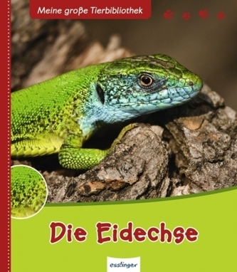 Die Eidechse