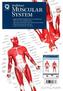 Wallchart - Muscular System